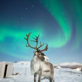 VUELOS de IDA y VUELTA a ALASKA desde Barcelona por 561€