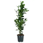 Planta de laurel de la India - Ikea, 19 cm