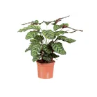 Calathea: La Planta que Enamora con su Belleza