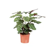 Calathea: La Planta que Enamora con su Belleza
