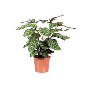 Calathea: La Planta que Enamora con su Belleza