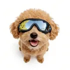 Gafas de Sol para Pequeños Perros: Protección UV y Ocular