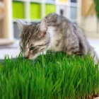 Set XXL de hierba de trigo y tierra para gatos en cuencos