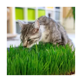 Set XXL de hierba de trigo y tierra para gatos en cuencos