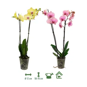 Orquídeas de dos tallos disponibles en ALDI