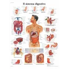 3B Scientific: Póster laminado del sistema digestivo
