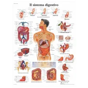 3B Scientific: Póster laminado del sistema digestivo
