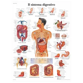 3B Scientific: Póster laminado del sistema digestivo