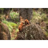 Cabárceno: Hotel 3* con desayuno incluido