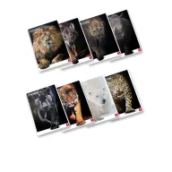 Cuadernos A4 de animales con 80 páginas y borde de plomo