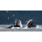 7 noches de crucero en Alaska: espectáculos y actividades