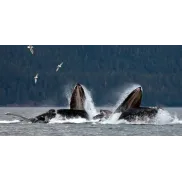 7 noches de crucero en Alaska: espectáculos y actividades