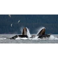 7 noches de crucero en Alaska: espectáculos y actividades