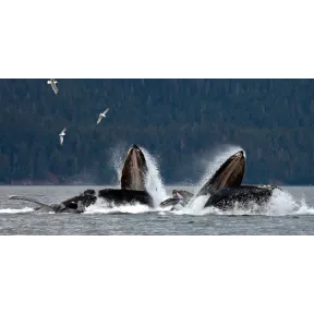 7 noches de crucero en Alaska: espectáculos y actividades