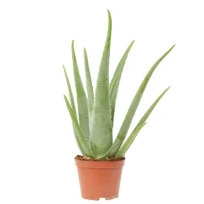 Suculenta Aloe Vera: Belleza y Uso Medicinal en Casa