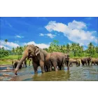 SRI LANKA: 12 DÍAS DESDE 474€ CON VUELO Y DESAYUNO