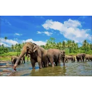 SRI LANKA: 12 DÍAS DESDE 474€ CON VUELO Y DESAYUNO