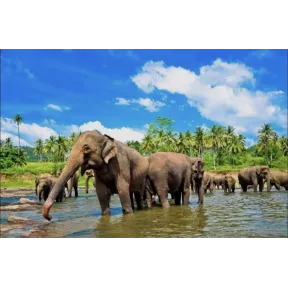 SRI LANKA: 12 DÍAS DESDE 474€ CON VUELO Y DESAYUNO