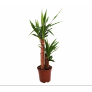 Raíz de Yucca: Sabor y Nutrición en tu Cocina