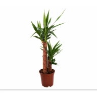 Raíz de Yucca: Sabor y Nutrición en tu Cocina