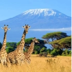 Vuelos a TANZANIA: Ida y Vuelta + 2 Maletas por 487€